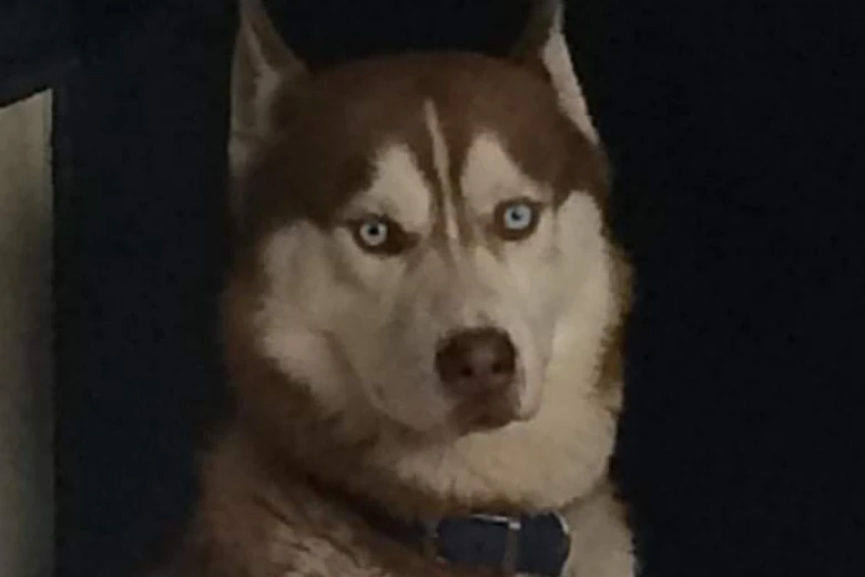 Siberian Husky