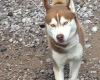 Siberian Husky