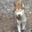 Siberian Husky
