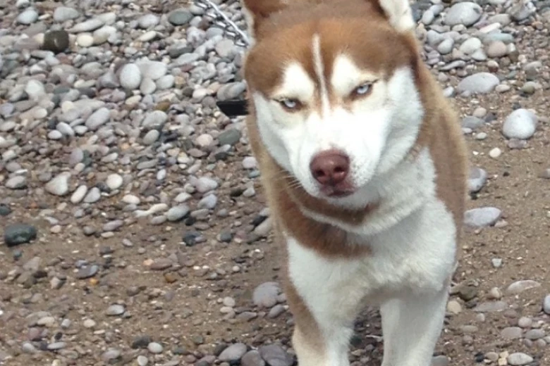 Siberian Husky