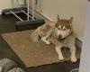 Siberian Husky