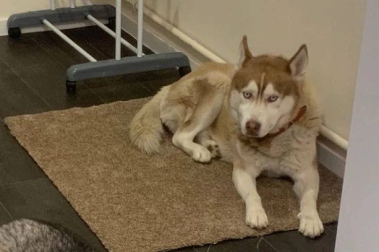 Siberian Husky