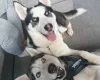 Siberian Husky