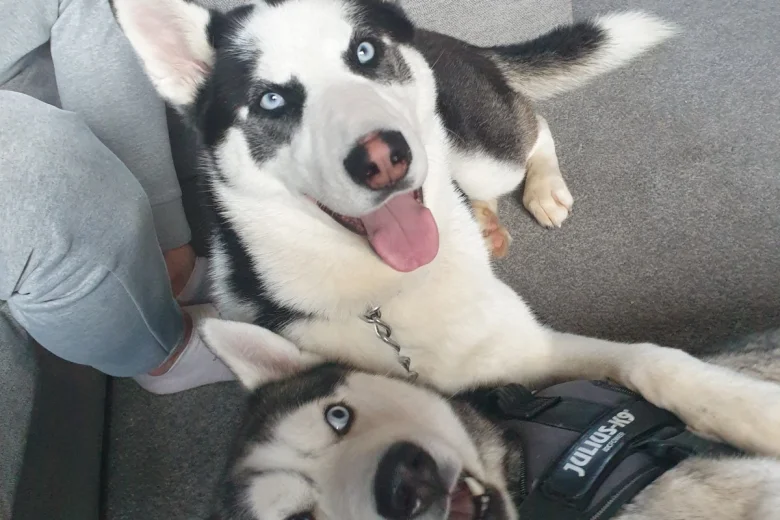 Siberian Husky