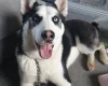 Siberian Husky
