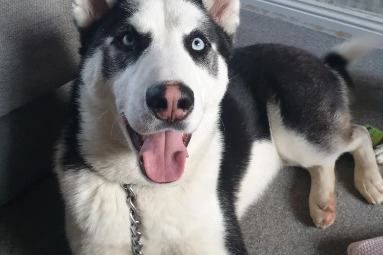 Siberian Husky