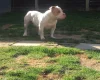 American Bulldog