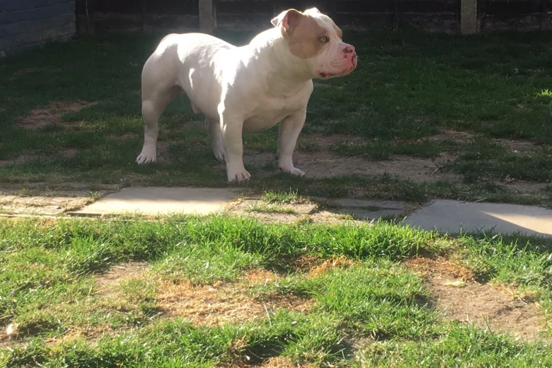 American Bulldog