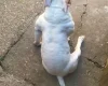 American Bulldog