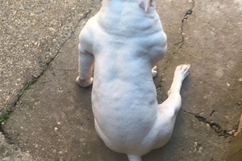 American Bulldog