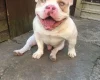 American Bulldog
