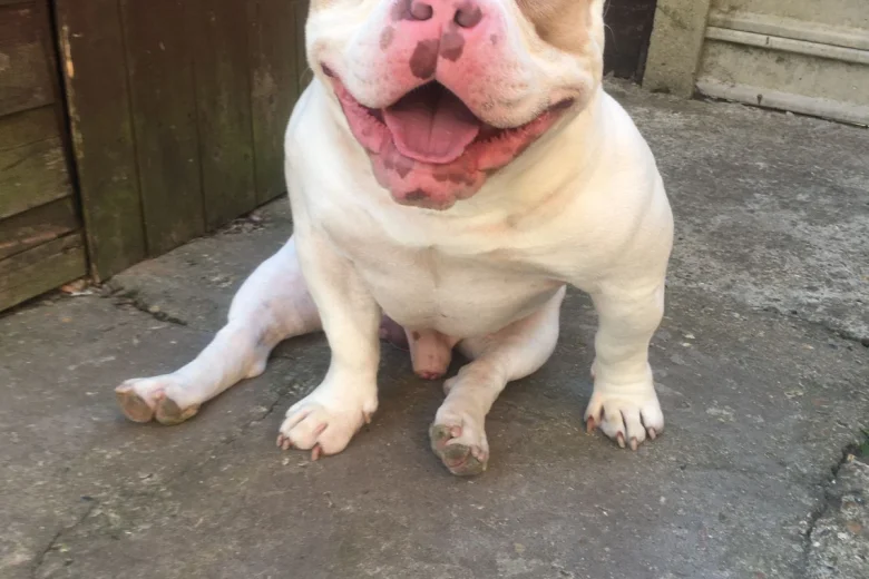 American Bulldog