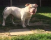 American Bulldog