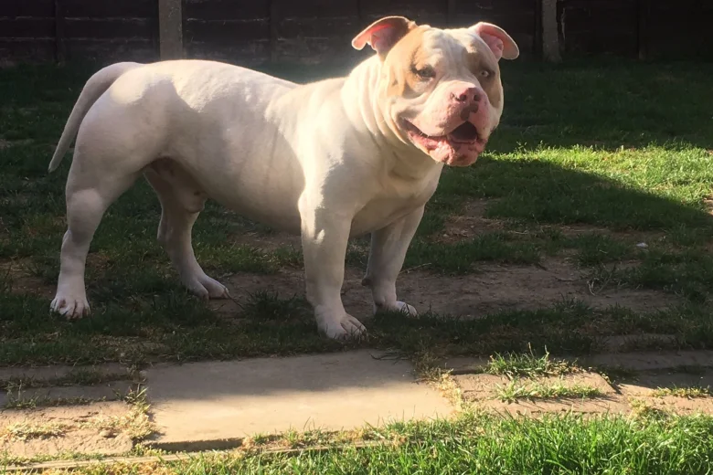American Bulldog
