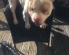 American Bulldog