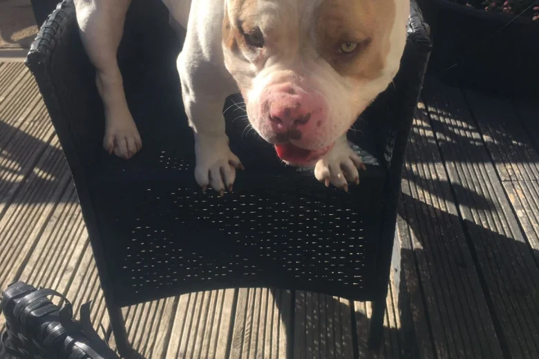 American Bulldog