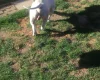 American Bulldog