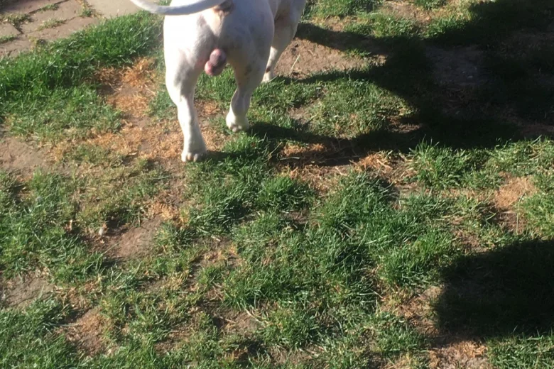 American Bulldog