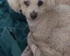 Bichon Frise