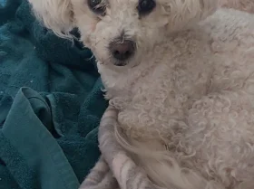 Bichon Frise