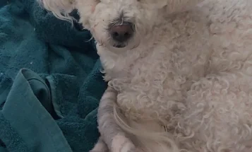 Bichon Frise