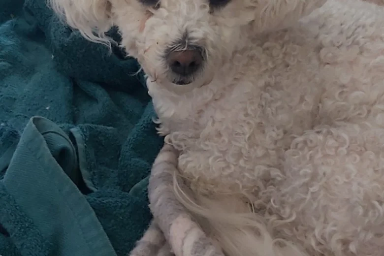 Bichon Frise