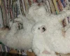 Bichon Frise