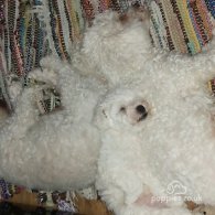 Bichon Frise