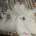 Bichon Frise