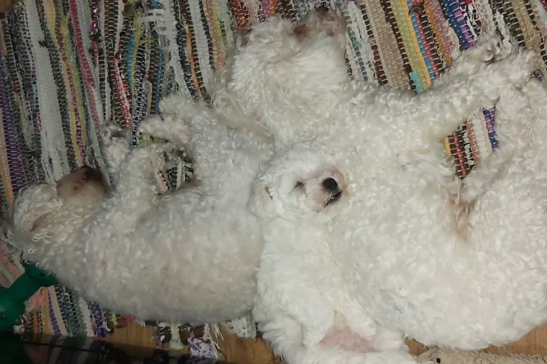 Bichon Frise