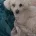 Bichon Frise