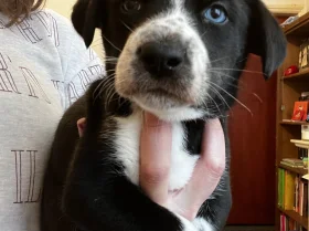 Dalmatian - Both