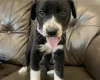 Dalmatian - Both