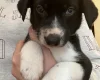 Dalmatian - Both