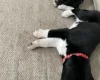 Dalmatian - Both
