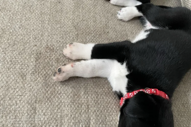 Dalmatian - Both