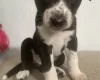 Dalmatian - Both