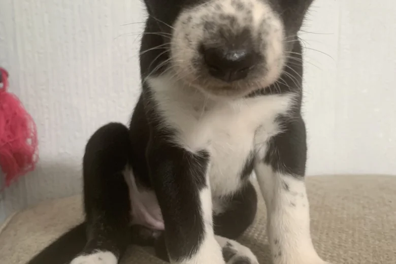Dalmatian - Both