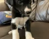 Dalmatian - Both