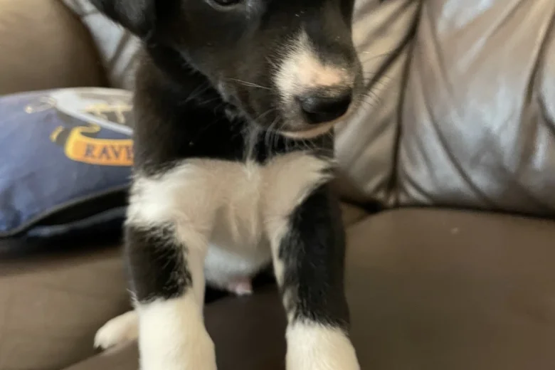 Dalmatian - Both