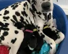 Dalmatian - Both