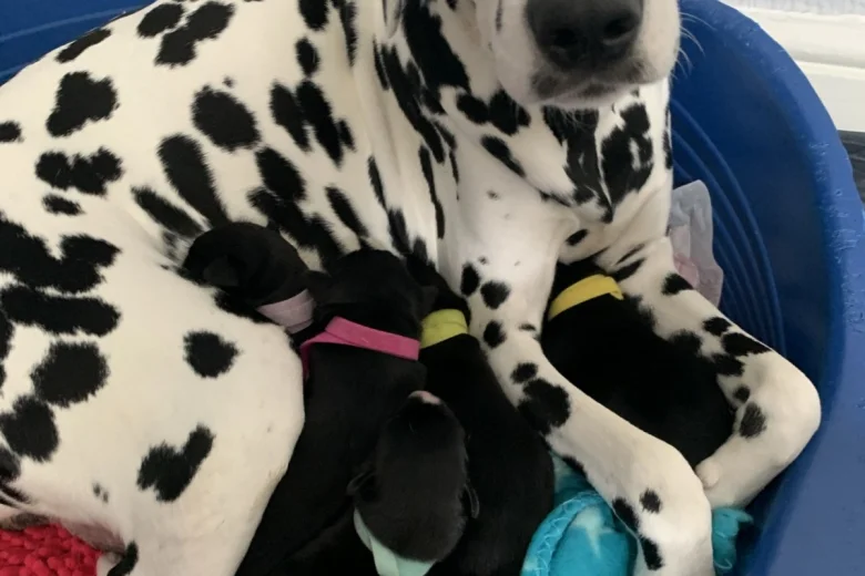 Dalmatian - Both