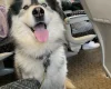 Dalmatian - Both