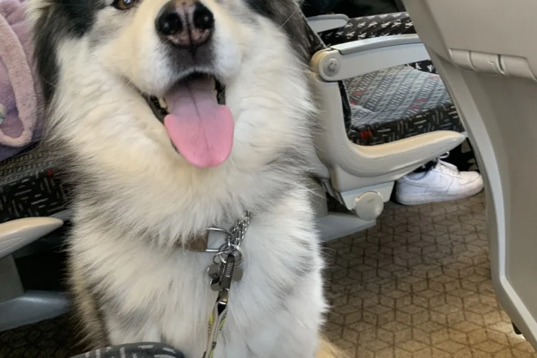 Dalmatian - Both