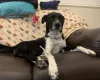 Dalmatian - Both
