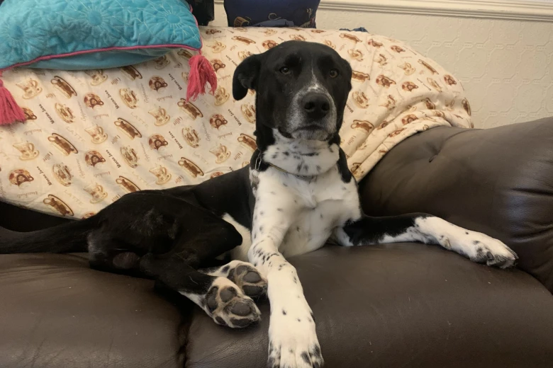 Dalmatian - Both