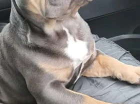 French Bulldog
