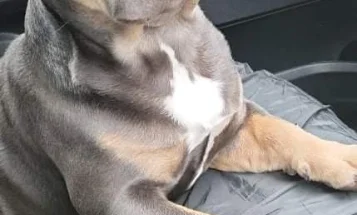 French Bulldog