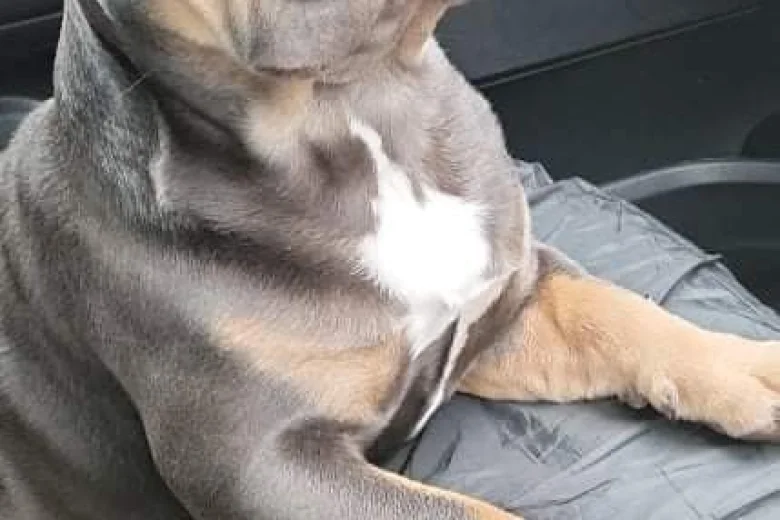 French Bulldog