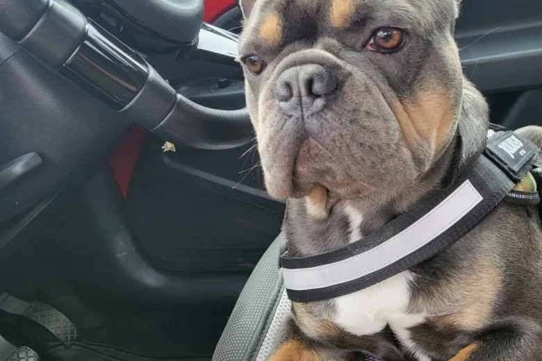 French Bulldog